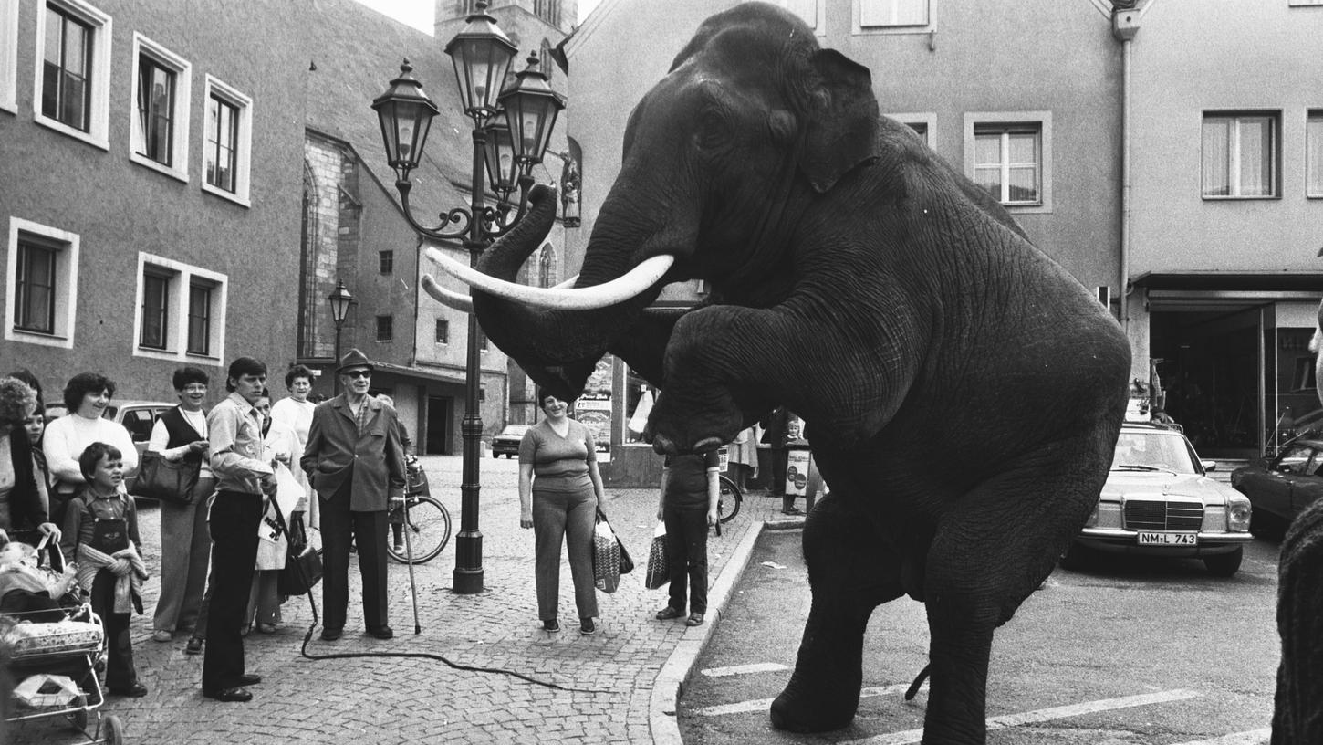 Der Elefantenbulle "Shenka" war die große Liebe von Stefan Frank, dem Direktor des Zirkus Alberti. Der gastierte vor 42 Jahren in Neumarkt. 