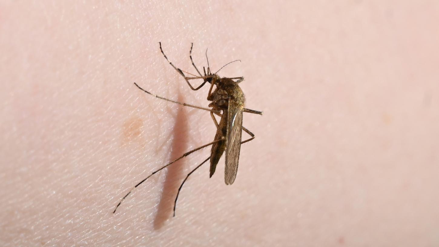 Der Versuch wurde mit Gelbfiebermücken,  Aedes aegypti , durchgeführt Wie bei der Gemeinen Stechmücke ernährt sich auch bei dieser Art nur das Weibchen von Blut.