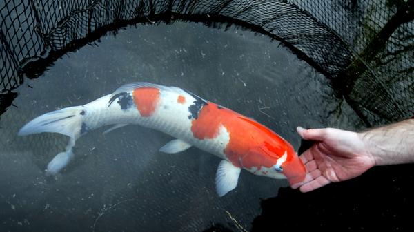 Viel zu wertvoll und zu bunt zum Essen sind diese Edelkarpfen: Ein japanischer Koi kann mehrere tausend Euro kosten. Man sollte ihn also lieber im Gartenteich schwimmen lassen anstatt in Öl.
