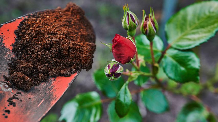 Im Kaffeesatz befinden sich zahlreiche Inhaltsstoffe, wie Stickstoff, Phosphor, Schwefel, Kalium, Gerbsäure und Antioxidantien, die bei dem Blattwachstum, der Blütenbildung bzw. der Fruchtreife sowie dem Zellaufbau der Pflanze helfen und gleichzeitig für Stabilität sorgen können. Doch auch Regenwürmer lockt Kaffeepulver an. Die helfen zum Beispiel, den Boden aufzulockern. Für mehr Informationen lesen Sie hier .