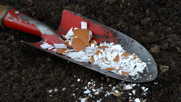 Eierschalen sind eine natürliche Quelle von Kalziumcarbonat, das das Pflanzenwachstum fördern kann. Beim Zersetzen der Eierschalen im Boden wird das Kalzium allmählich freigesetzt und kann von den Pflanzen aufgenommen werden. Besonders kalkliebende Pflanzen wie Tomaten, Paprika, Rosen, Brokkoli und Kohl können von der Verwendung von Eierschalen als Dünger profitieren.