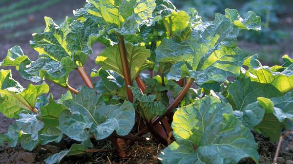 Rhabarberblätter sind nicht essbar, Pflanzen können jedoch davon profitieren. Denn der Rhabarberblätter-Sud verleiht Pflanzen Kraft und Energie und stärkt ihre Widerstandsfähigkeit. Für den Sud müssen die Rhabarberblätter gekocht werden. Nach 30 Minuten ist die Brühe schon fertig.