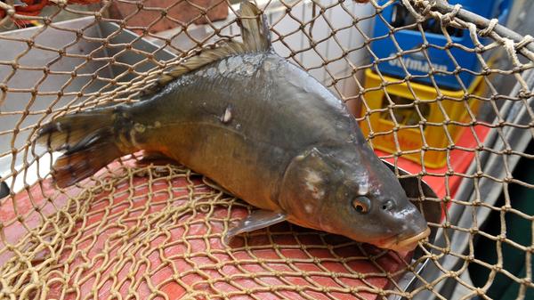 Nach drei Jahren sind die kleinen Fische zu einem stattlichen Karpfen herangewachsen, der dann auf unserem Teller landet.