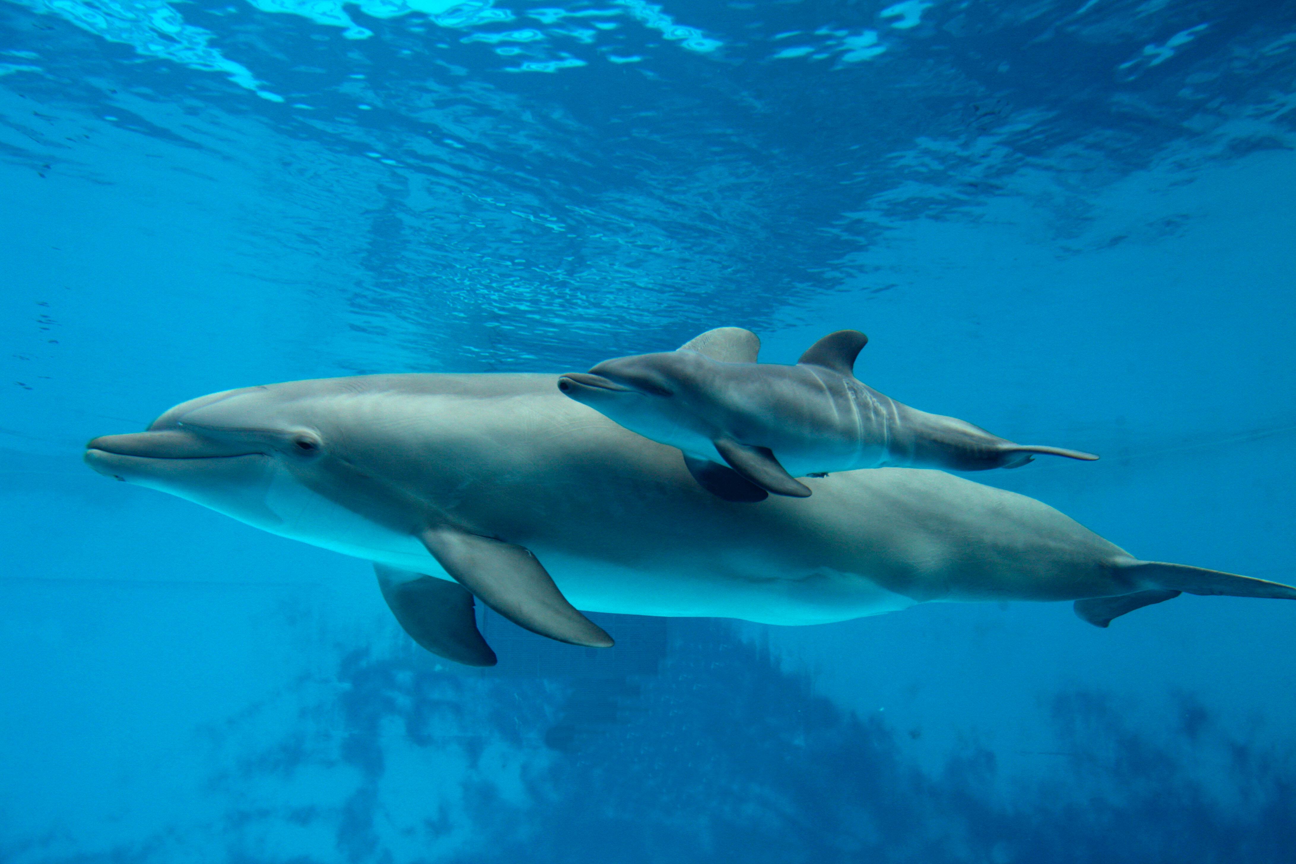 Delfine sprechen mit Nachwuchs in \