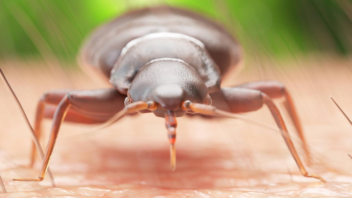 Bettwanzen ernähren sich von menschlichem Blut, sind aber harmlos. Bettwanzen ernähren sich von menschlichem Blut, sind aber harmlos.