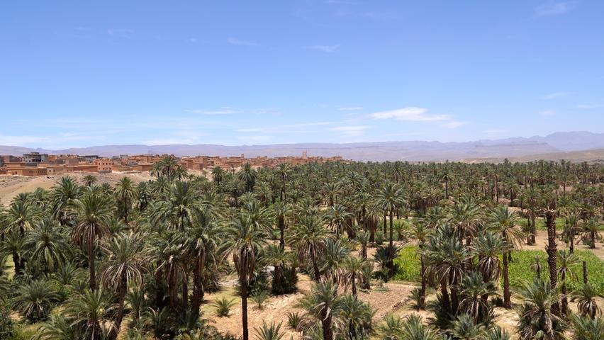 Auffällig während der ganzen Fahrt durch den Süden Marokkos: Die vielen Dattelpalmen erstrecken sich über das ganze Land und geben eins sattes Bild zum Blau des Himmels ab.