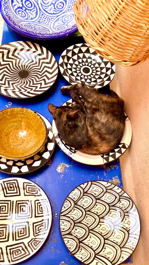 Die Katzen haben sich längst an das laute, bunte Treiben der Stadt gewöhnt und suchen sich einfach ihre eigenen Ruheoasen inmitten der Souks. Die spannende Reisereportage zu dieser Bildergalerie lesen Sie hier.