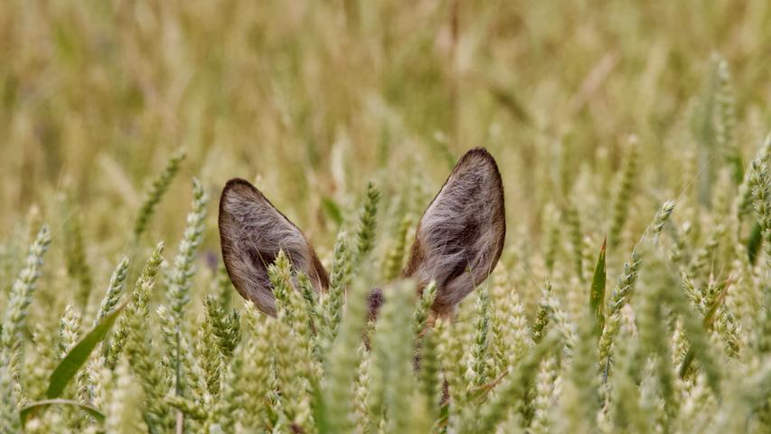 Nur die Ohren sieht man von diesem Reh, das sich in einem Getreidefeld bei Trommetsheim versteckt hat. Mehr Leserfotos finden Sie hier