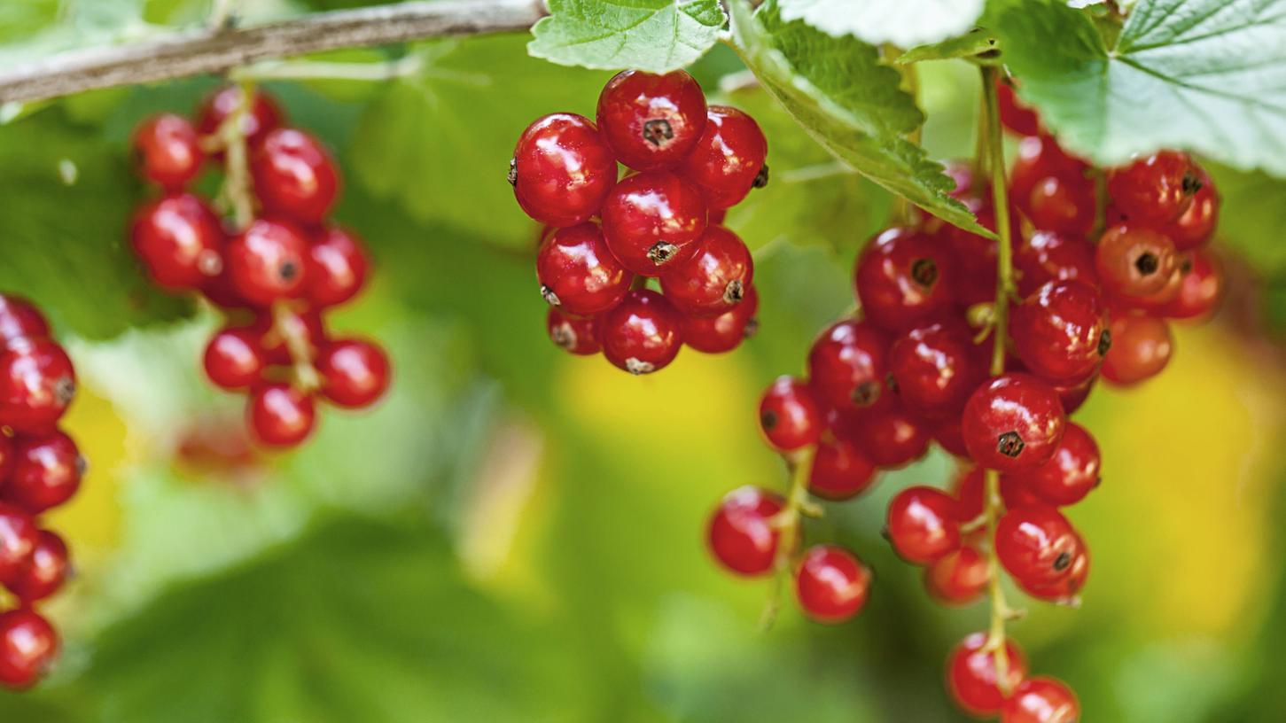 Rote Johannisbeeren sind für ihren säuerlichen Geschmack beliebt. Wie kann man die beste Ernte aus einem Strauch herausholen?