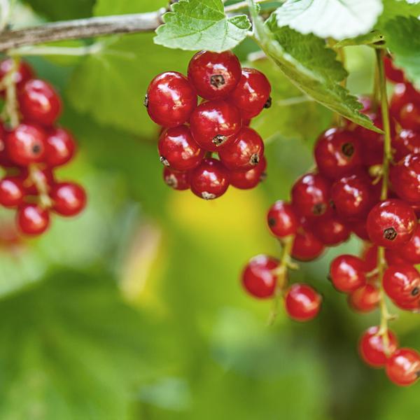 Weitere interessante Gartentipps: