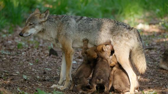 Vier Wolfswelpen im Altmühltal gesichtet: Das sollten Sie im Rudelgebiet beachten
