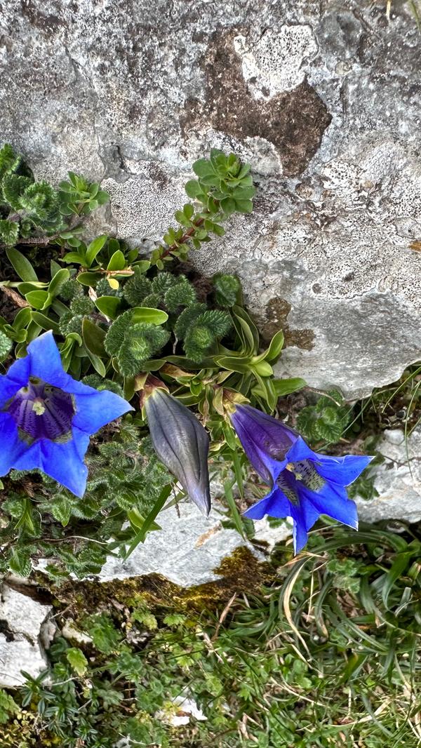 Gleichzeitig ist es eines der sechs UNESCO-Biosphärenreservate des Fürstentums Asturien.