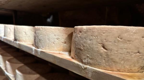 Die Käselaibe reifen bei 10 Grad und 90 Prozent Luftfeuchtigkeit in der Höhle und das...