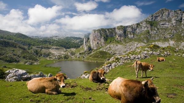 Noch vor 15 Jahren weideten 40.000 Tiere auf der Almen, heute sind es nur noch 20.000 Schafe, Ziegen und Kühe.