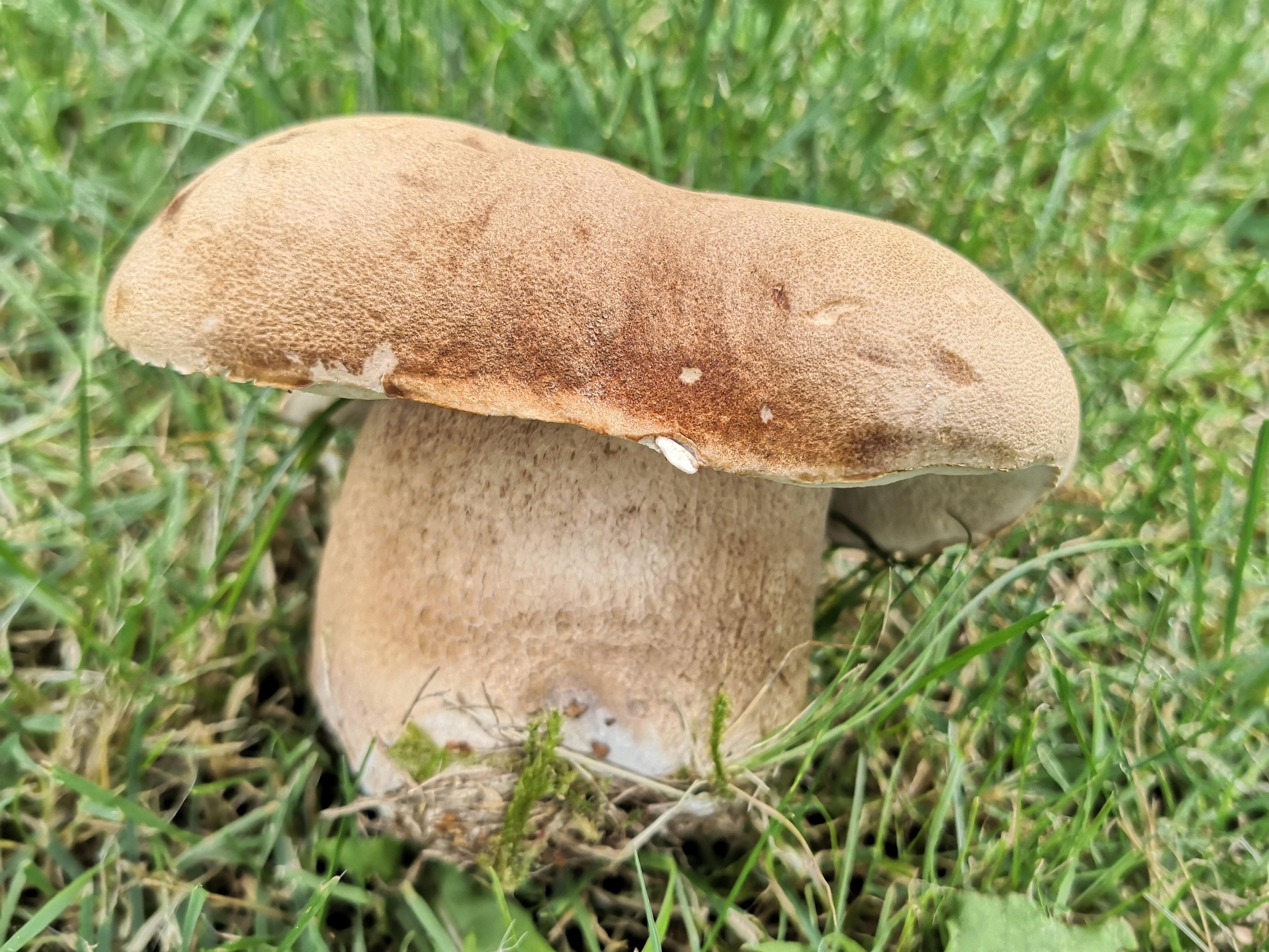 Ein Sommer-Steinpilz, Boletus reticulatus, gefunden unter einer großen, alten Eiche inmitten der Fränkischen Schweiz von unserem Leser Jochem Diederich