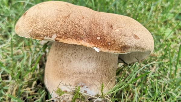 Ein Sommer-Steinpilz, Boletus reticulatus, gefunden unter einer großen, alten Eiche inmitten der Fränkischen Schweiz von unserem Leser Jochem Diederich