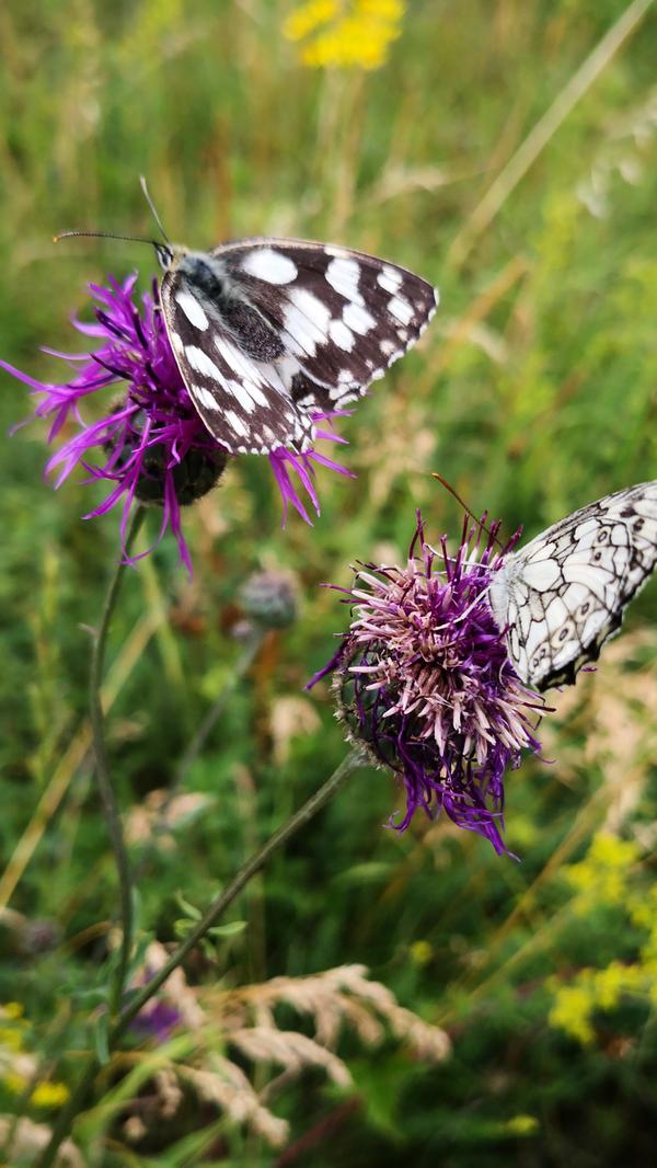 Sommerlich: Schmetterlinge wie dieser Schachbrettfalter sind ein Augenschmaus.
