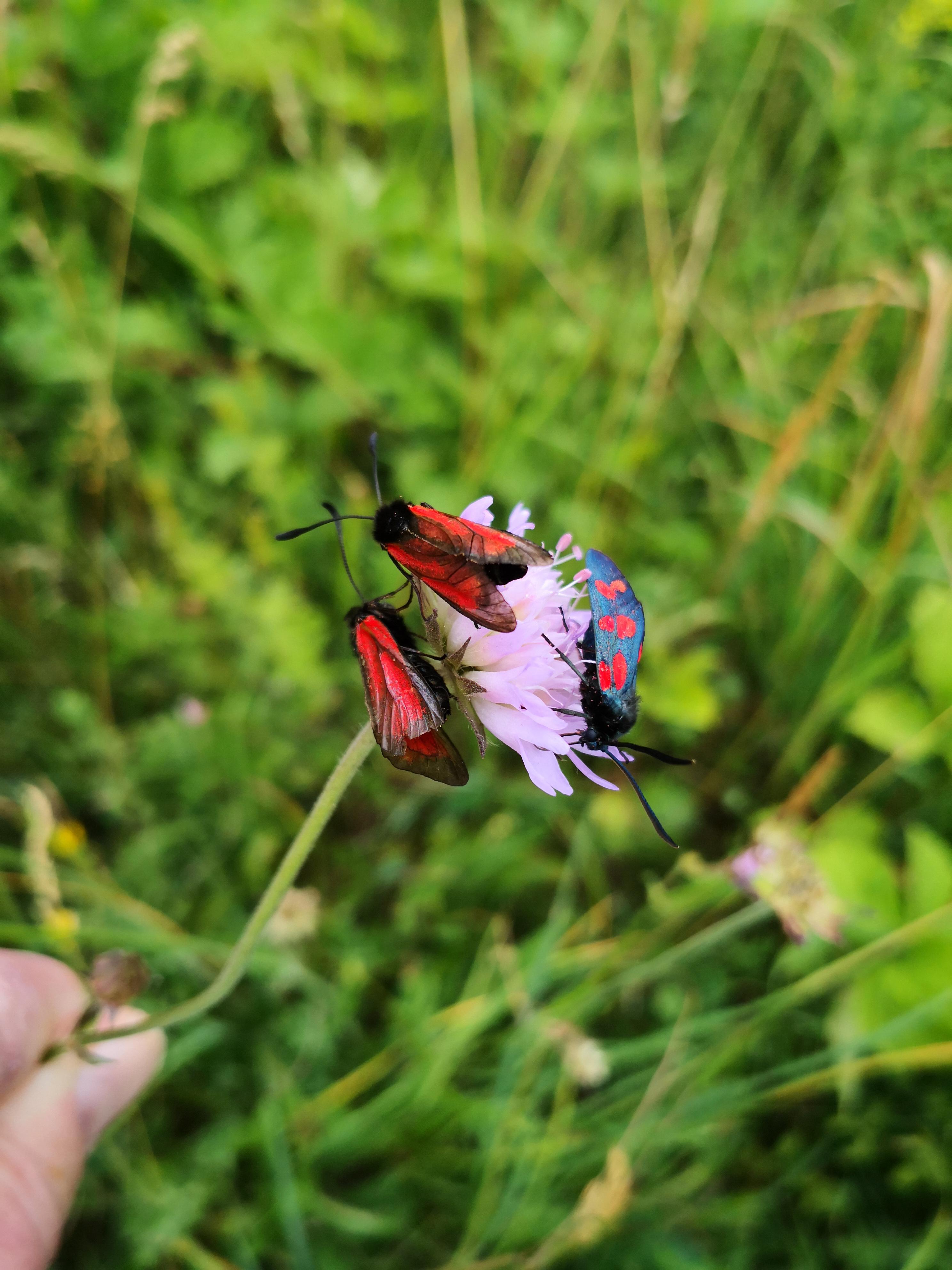 Widderchen-Schmetterlinge tummeln sich auf einer Wieso im Landkreis.