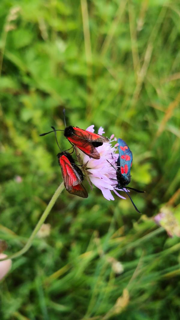 Widderchen-Schmetterlinge tummeln sich auf einer Wieso im Landkreis.