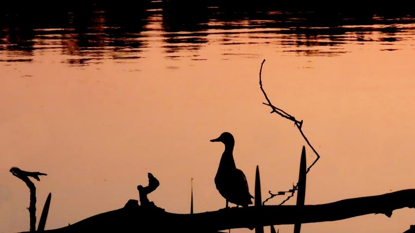 Eine Ente wartet im frühen Morgenlicht auf den Aufgang der Sonne. Mehr Leserfotos finden Sie hier