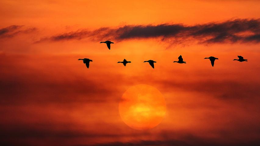 Ein Schwarm Gänse fliegt über Nürnberg im Sonnenuntergang. Mehr Leserfotos finden Sie hier