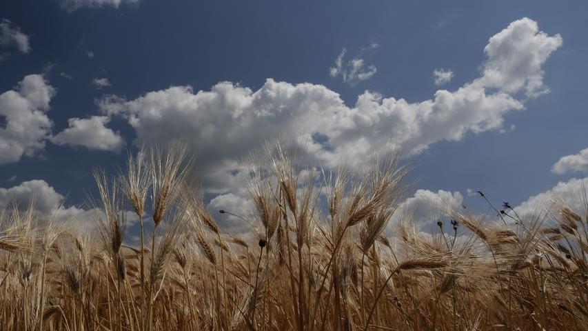 In einem Getreidefeld bei Ramsberg neigen sich reife Ähren in der Sommerhitze. Mehr Leserfotos finden Sie hier
