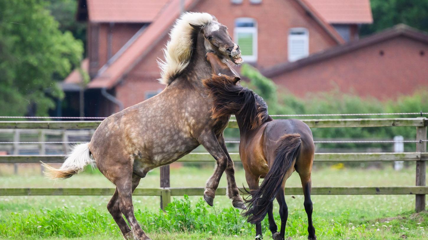 Für Pferde sind bereits drei Impfstoffe gegen das West-Nil-Virus zugelassen.
