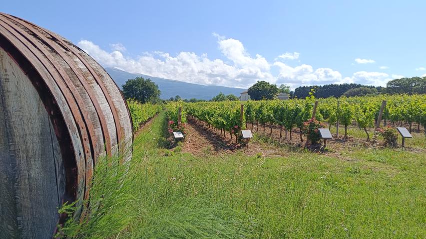 Rund um Bédoin befinden sich zahlreiche Weinanbaugebiete. Eines der Ausflugsziele, die über den Campingplatz gebucht werden können.   Die spannende Reportage zu dieser Bildergalerie lesen Sie hier in unserem Premiumportal nn.de .