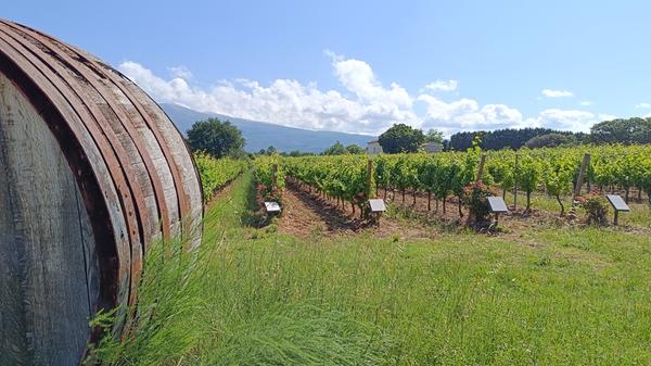 Rund um Bédoin befinden sich zahlreiche Weinanbaugebiete. Eines der Ausflugsziele, die über den Campingplatz gebucht werden können. Die spannende Reportage zu dieser Bildergalerie lesen Sie hier in unserem Premiumportal nn.de.
