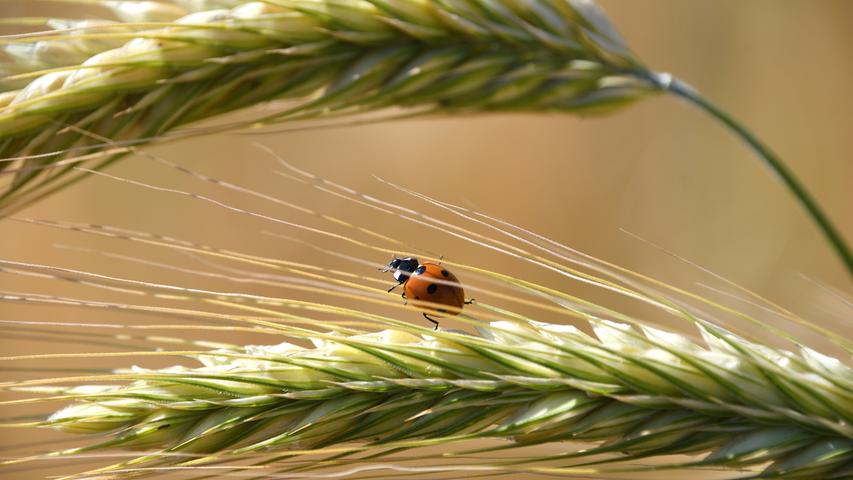 Vorsichtig balanciert ein Marienkäfer auf den Grannen einer Weizenähre. Mehr Leserfotos finden Sie hier