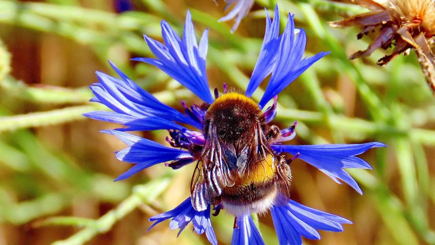 Treffsicher landet eine Hummel in der Mitte der Blüte einer himmelblauen Kornblume. Mehr Leserfotos finden Sie hier