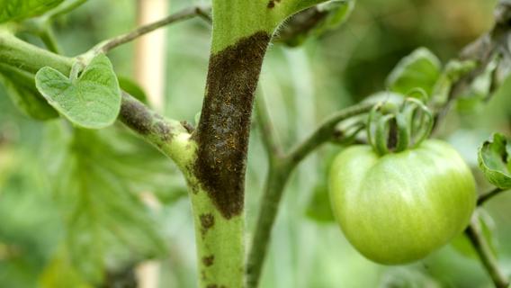 Die häufigsten Tomatenkrankheiten: So erkennt und behandelt man sie
