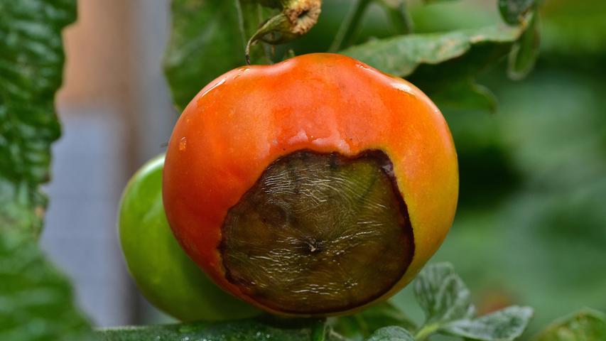 Blütenendfäule ist eine bekannte Tomatenkrankheit.
