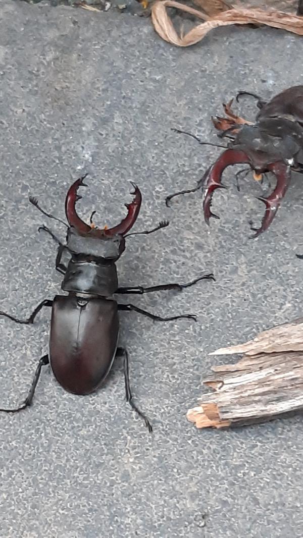 "Hirschkäfermännchen, gesehen bei mir auf der Terrasse in Streitberg", schreibt uns unsere Leserin Stefanie Hellmann zu diesem schönen Schnappschuss.