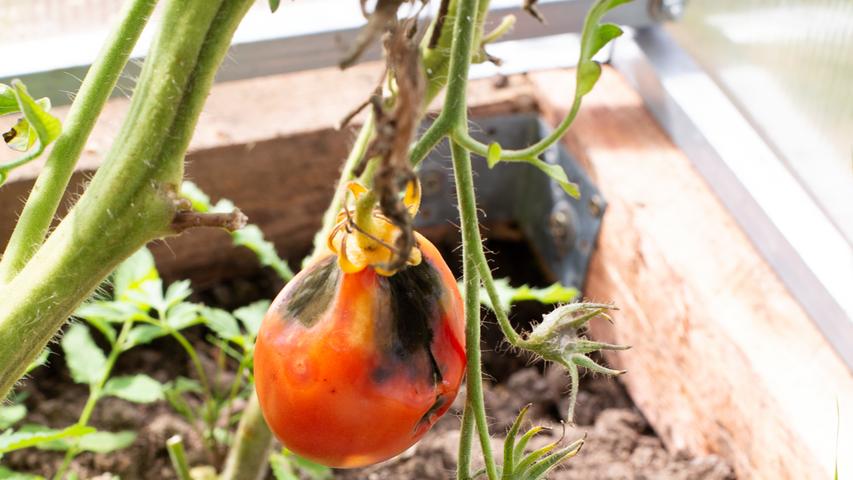 Eine Tomatenpflanze mit Krautfäule.