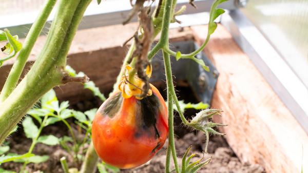 Tomatoes in greenhouses are rotten. Bad seedling tomato