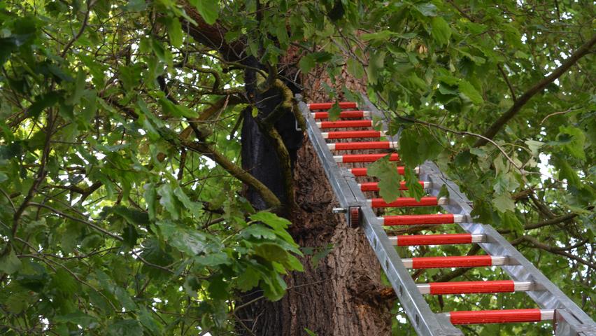 Brandmahl auf zehn Metern Höhe: Ein Blitz könnte es gewesen sein - allerdings donnerte es am Vormittag nur zweimal und der Baum war nicht höher als seine Nachbarn und stand auch nicht frei, nur am Rand des kleinen Wäldchens. Brandmahl auf zehn Metern Höhe: Ein Blitz könnte es gewesen sein - allerdings donnerte es am Vormittag nur zweimal und der Baum war nicht höher als seine Nachbarn und stand auch nicht frei, nur am Rand des kleinen Wäldchens.