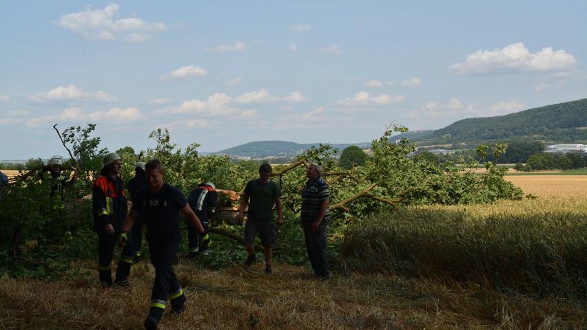 Wald- und Feldbesitzer waren schnell vor Ort: Relativ schnell lag der Baum wie geplant in der frei gemähten Fläche des Weizenfeldes. Wald- und Feldbesitzer waren schnell vor Ort: Relativ schnell lag der Baum wie geplant in der frei gemähten Fläche des Weizenfeldes.