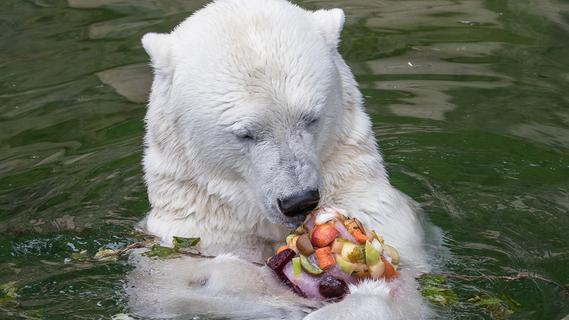 Abkühlungs-Strategien im Tiergarten Nürnberg: Der Eisbär springt ins Wasser, die Sau in den Schlamm