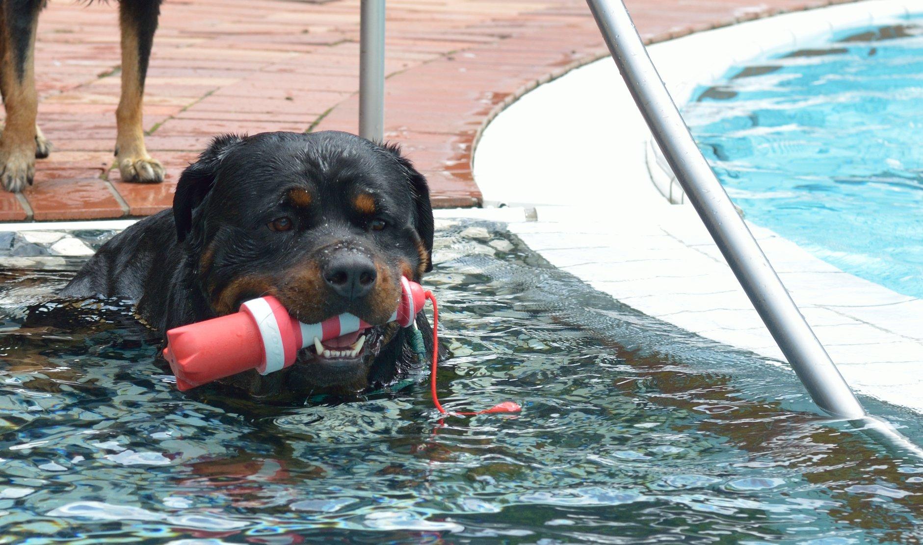 Auch der Sommer 2023 brach erneut Rekorde. Jenseits der 30 Grad sehnten sich nicht nur Menschen nach Abkühlung - auch die Vierbeiner unser Userinnen und User stürzten sich ins kühle Nass.