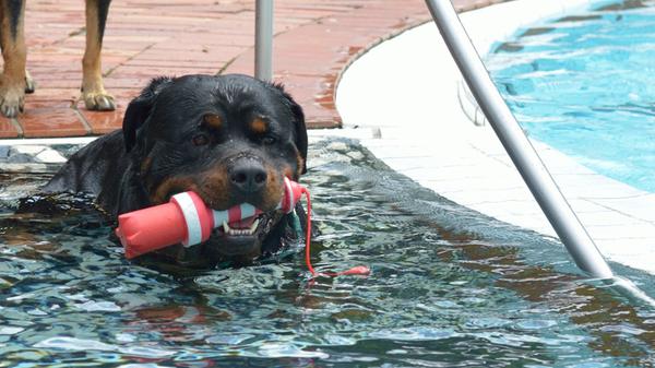 Auch der Sommer 2023 brach erneut Rekorde. Jenseits der 30 Grad sehnten sich nicht nur Menschen nach Abkühlung - auch die Vierbeiner unser Userinnen und User stürzten sich ins kühle Nass.