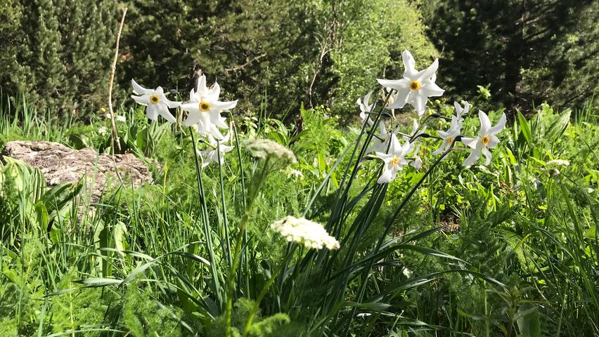 Die Dichter-Narzisse (Narcissus Poeticus) wird als Andorras Nationalblume betrachtet. Beim Wandern sieht man sie häufig. 