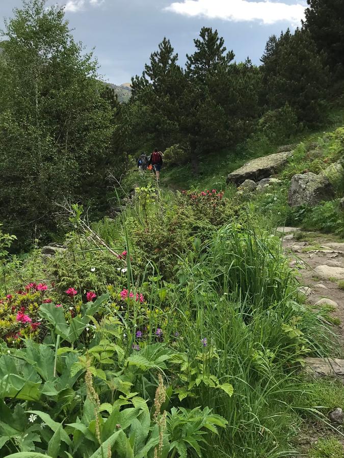 Blumen und üppige Vegetation am Wegesrand.