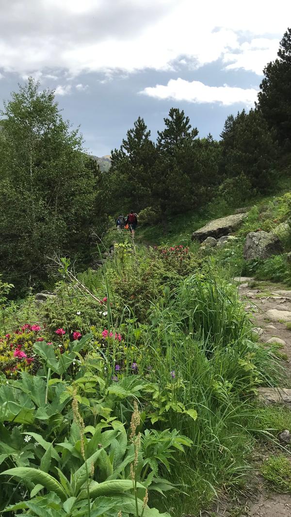 Üppige Vegetation.jpeg