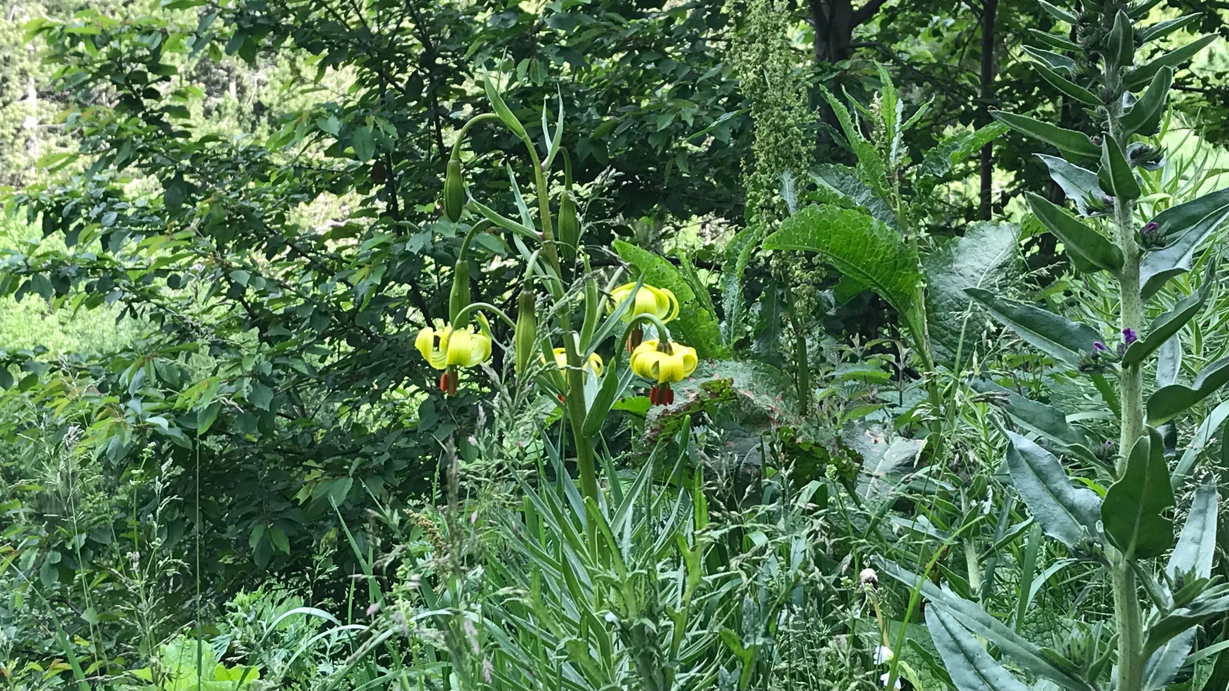 Im Naturpark Sorteny: Der Gelbe Türkenbund soll besonders die japanischen Andorra-Touristen entzücken.