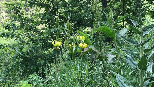 Im Naturpark Sorteny: Der Gelbe Türkenbund soll besonders die japanischen Andorra-Touristen entzücken.
