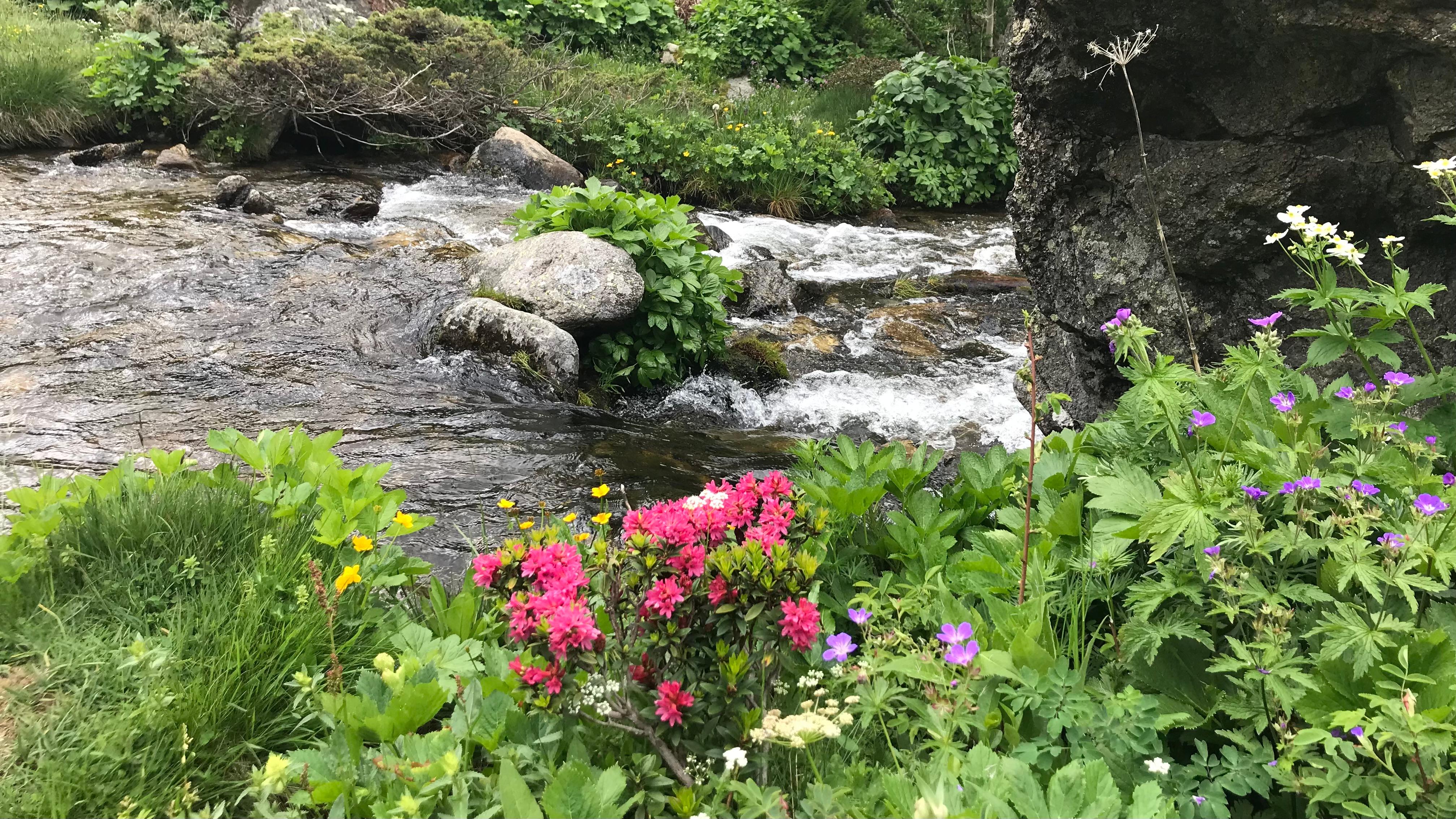 Fühlt sich wohl in Andorras Bergwelt: der Rhododendron.