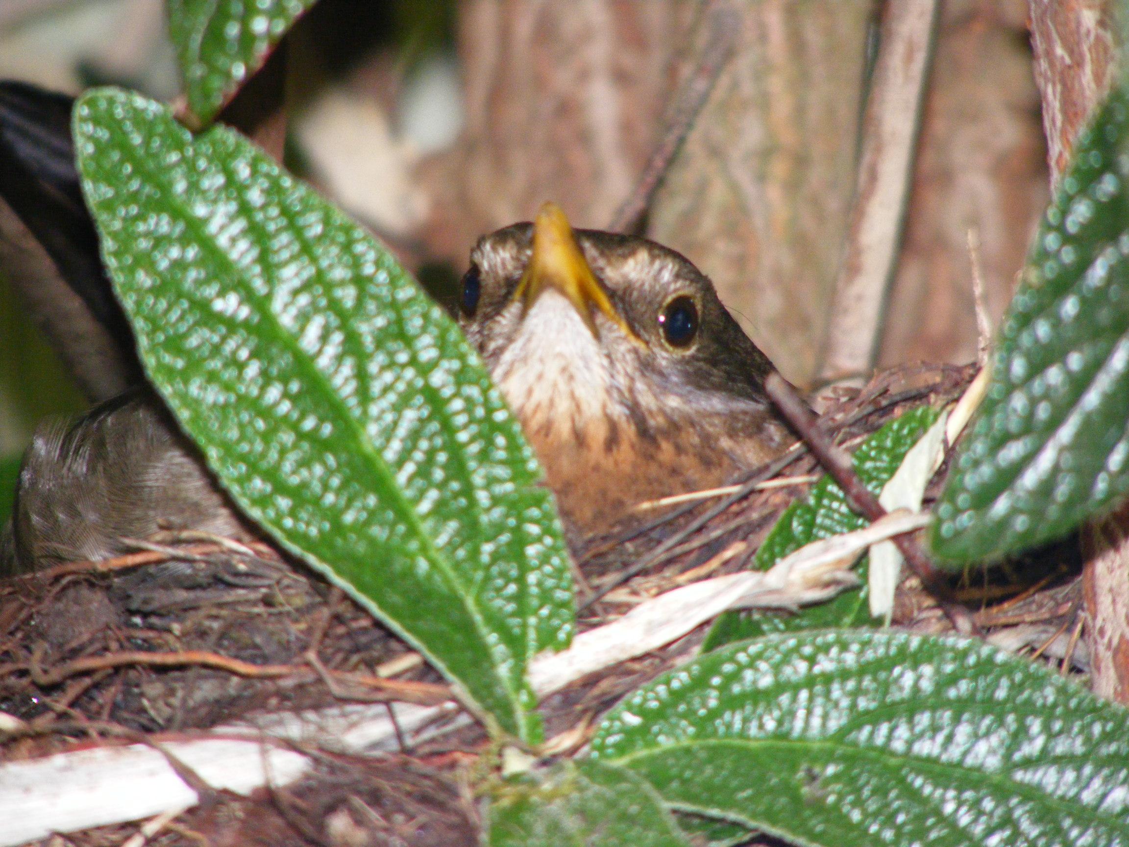 "Die Amsel hat die volle Übersicht, wann der nächste dran ist mit füttern", schreibt uns unser Leser Paul Gräßer aus Ebermannstadt.
