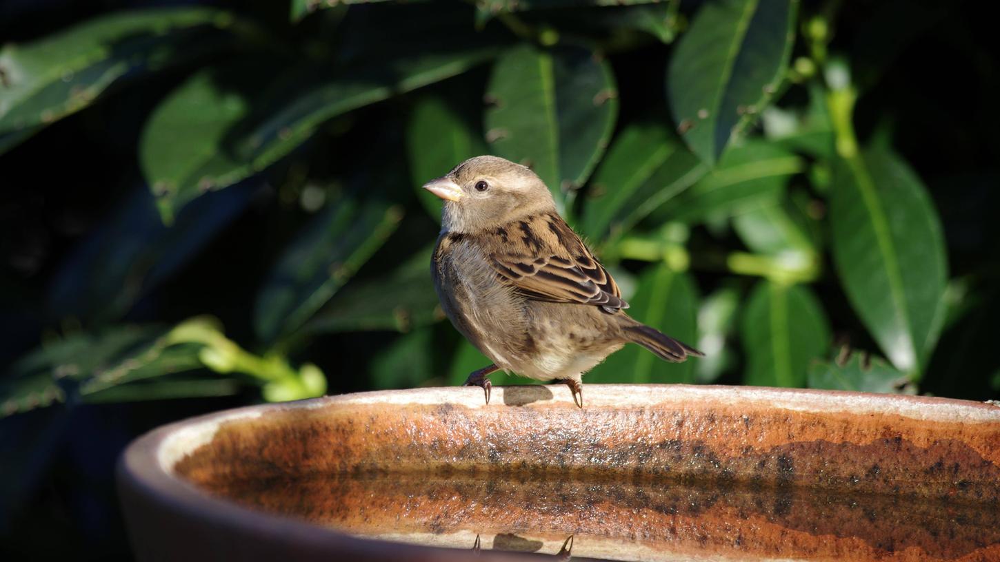 Eine Vogeltränke ist bei über 30 Grad manchmal lebensrettend. Eine Vogeltränke ist bei über 30 Grad manchmal lebensrettend.