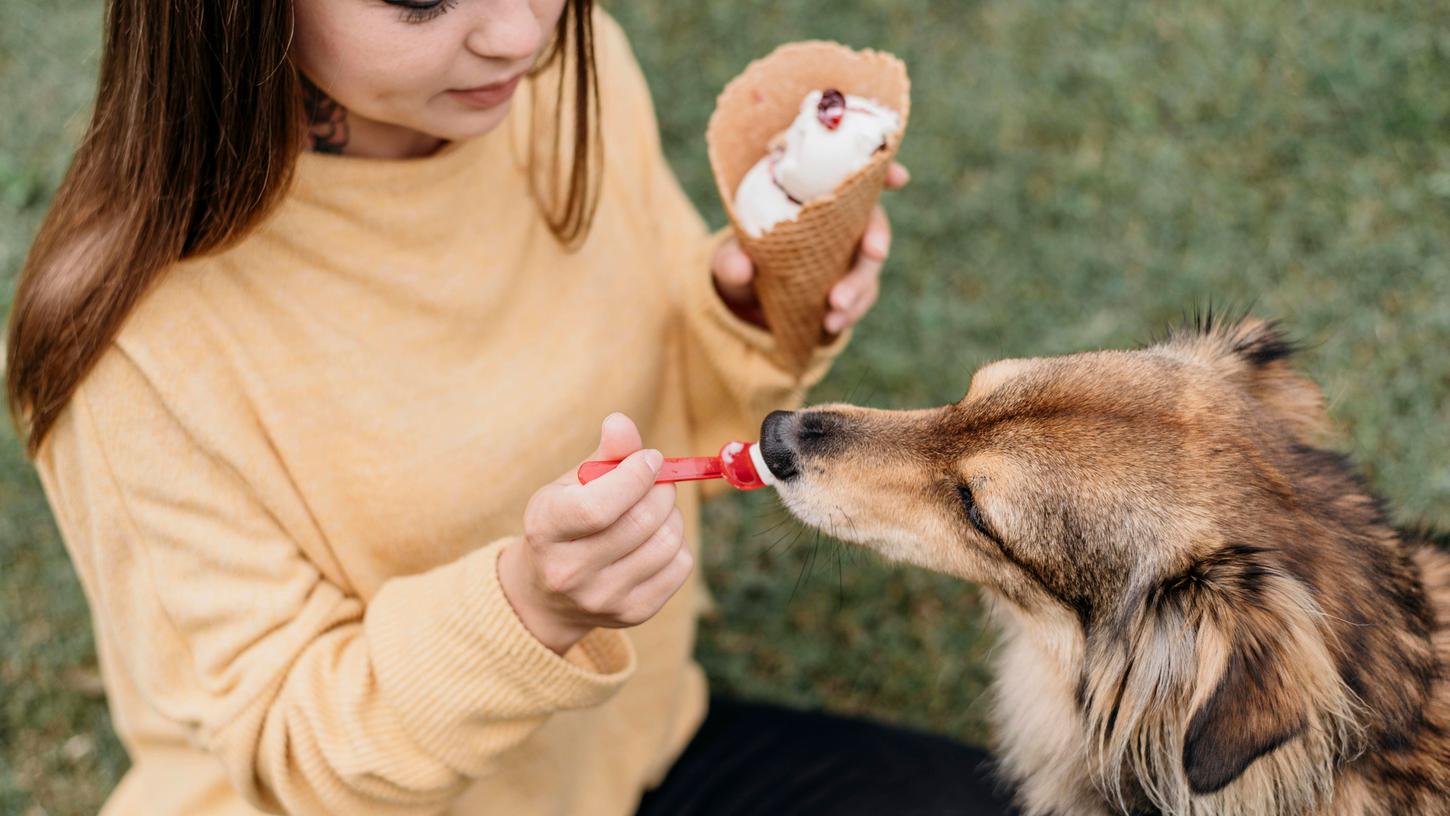 Auch Hunde freuen sich im Sommer über Abkühlung. Hundeeis ist leicht herzustellen und für die Tiere deutlich gesünder als die Menschenvariante.